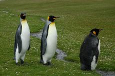 Königspinguin (11 von 84).jpg